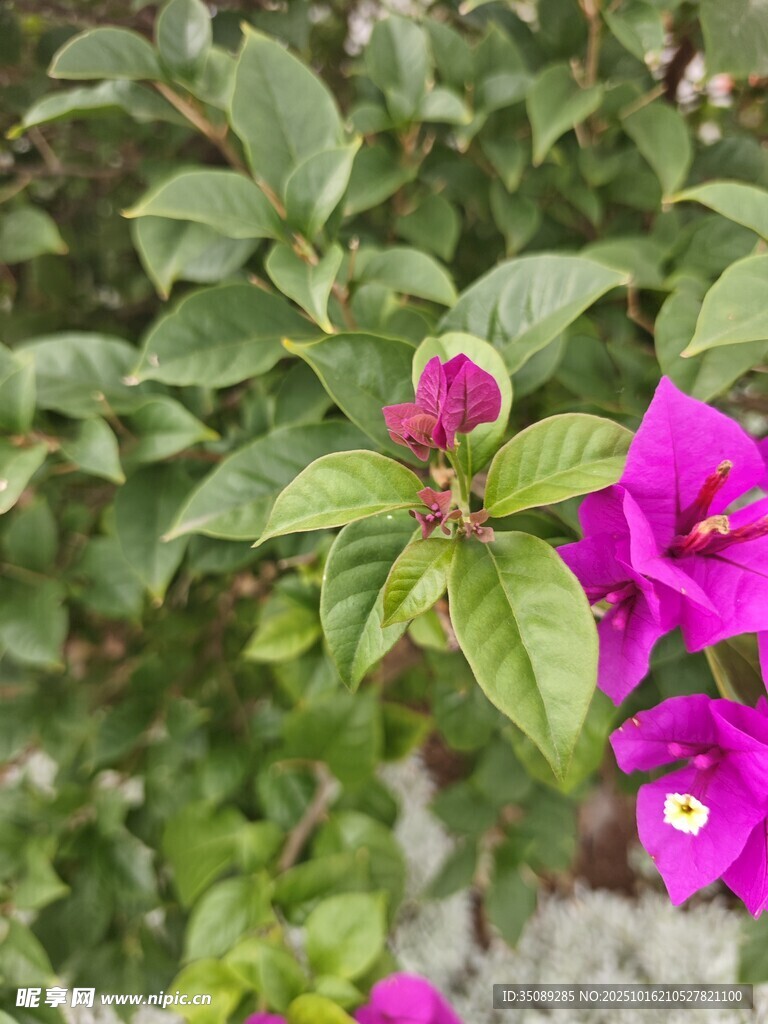 娇艳紫花绽放绿叶间
