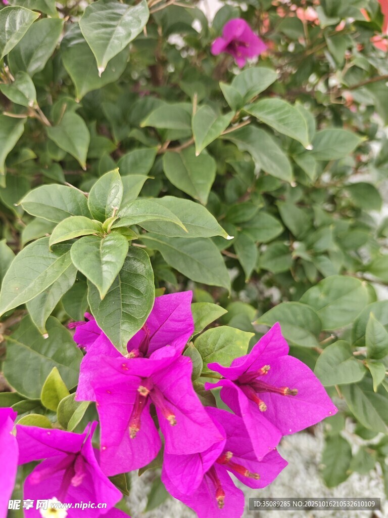 艳丽三角梅绽放