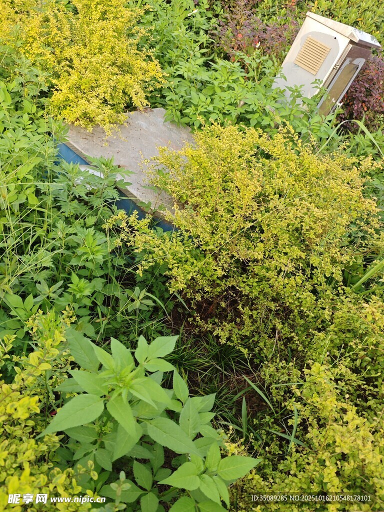 草丛中的神秘物件