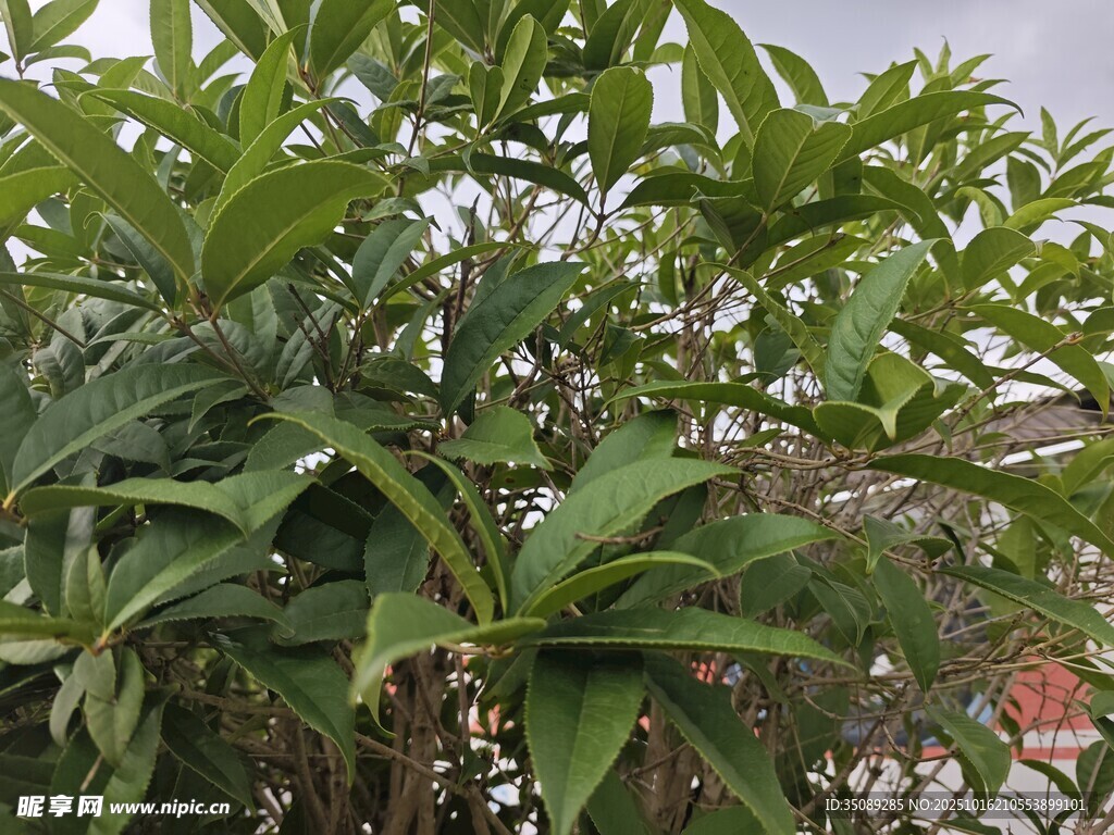 绿叶繁茂的植物
