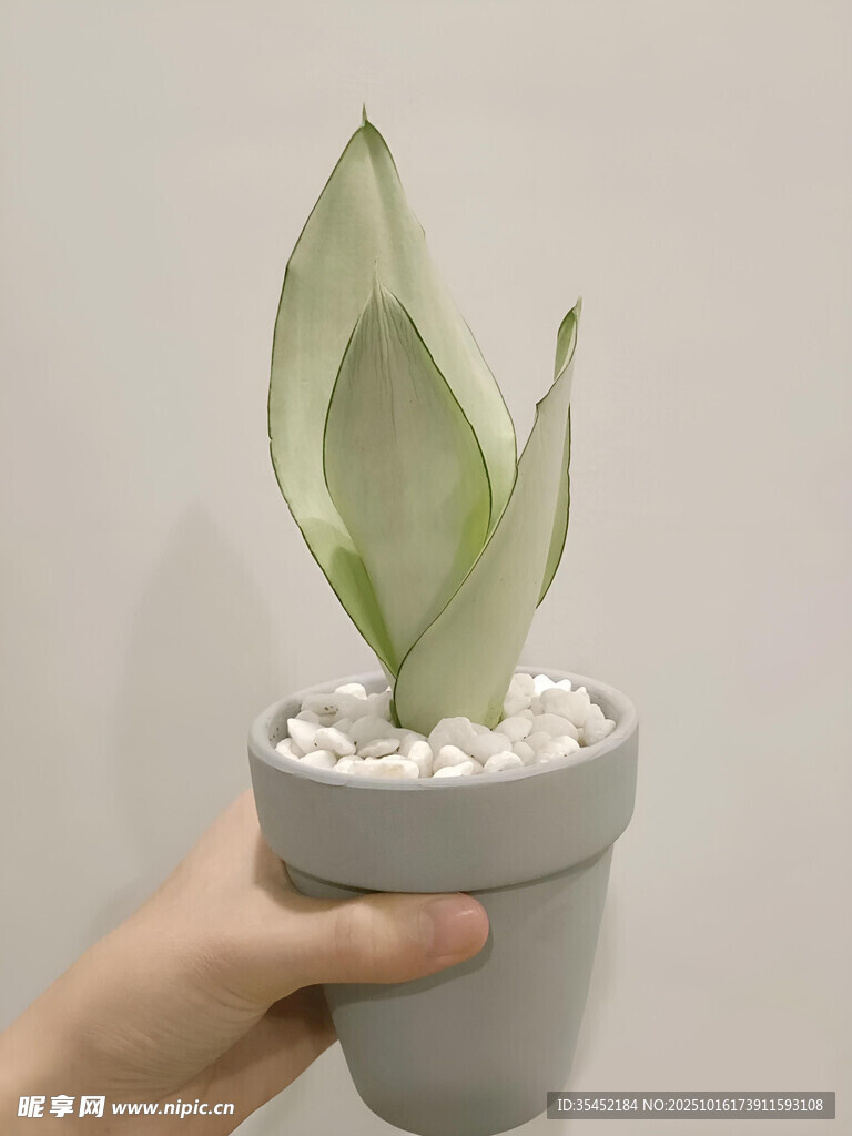 白玉虎皮兰