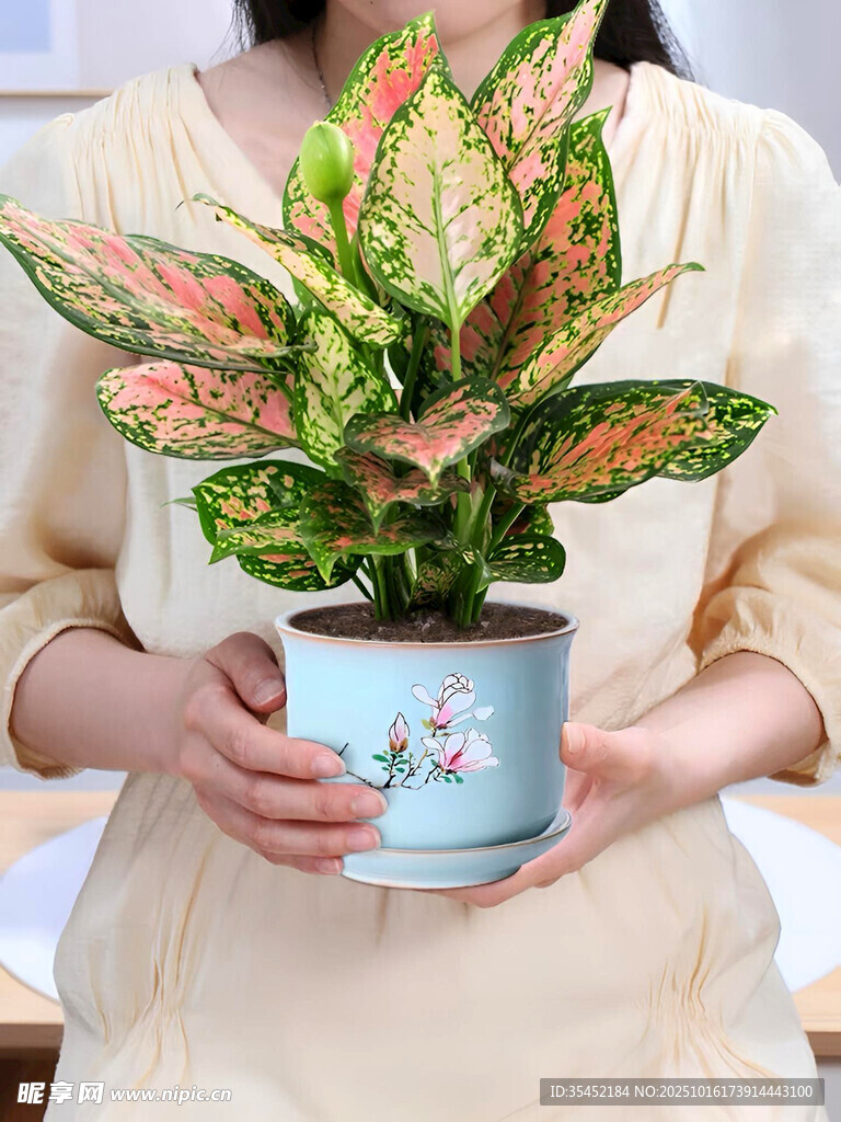 如意皇后