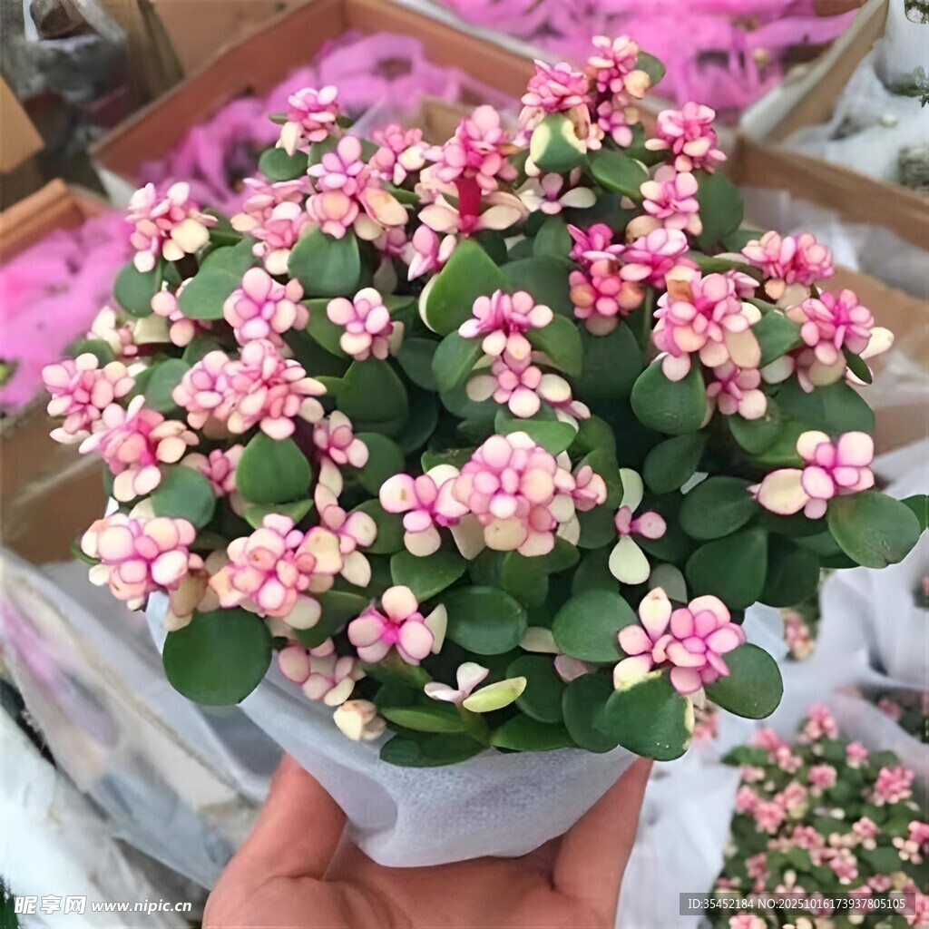 金枝玉叶
