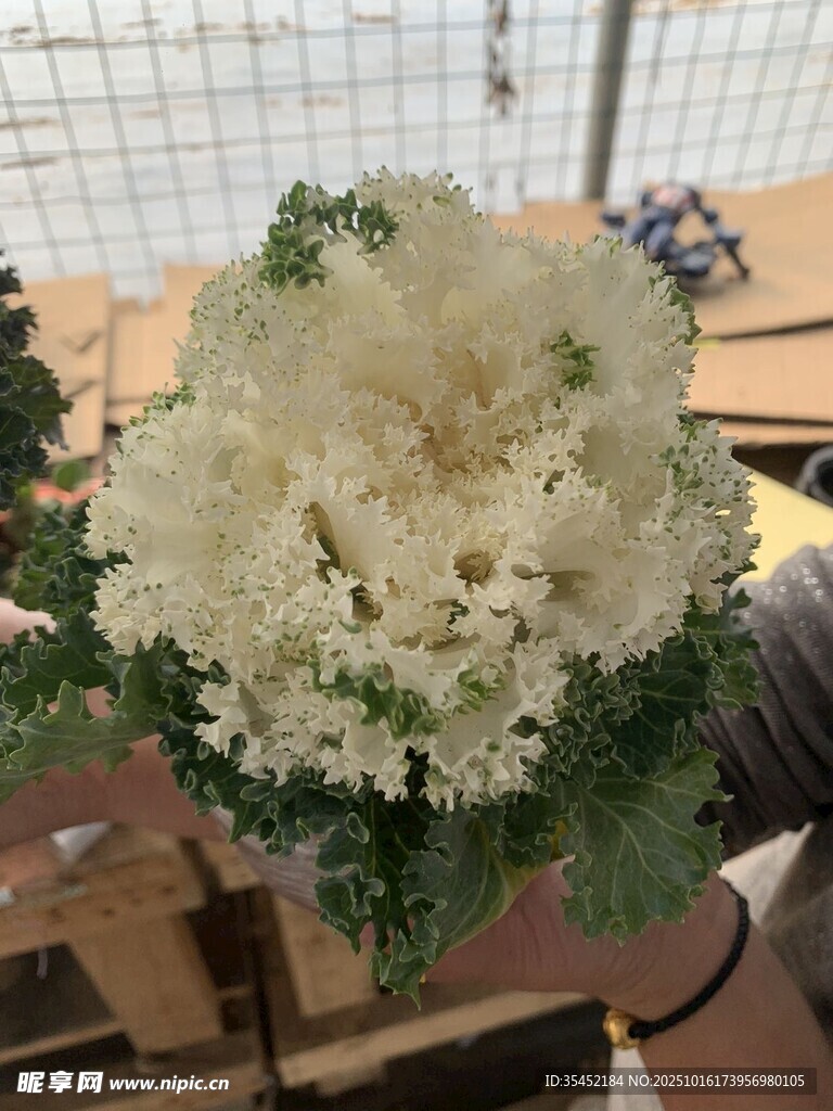 卷叶白甘南