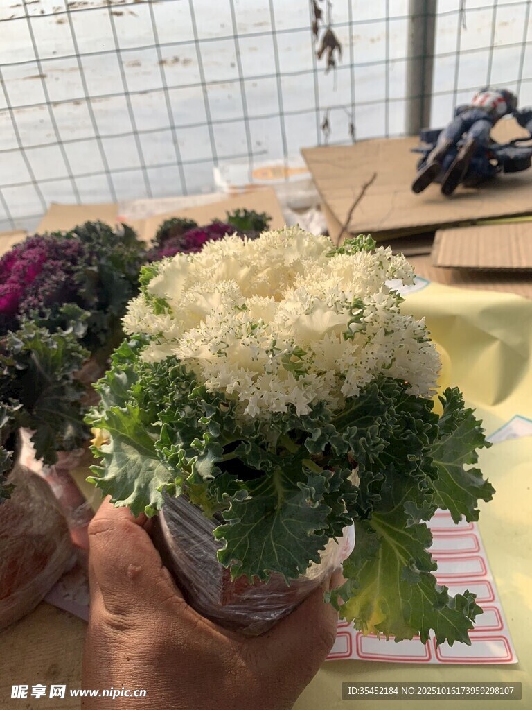 卷叶白甘南