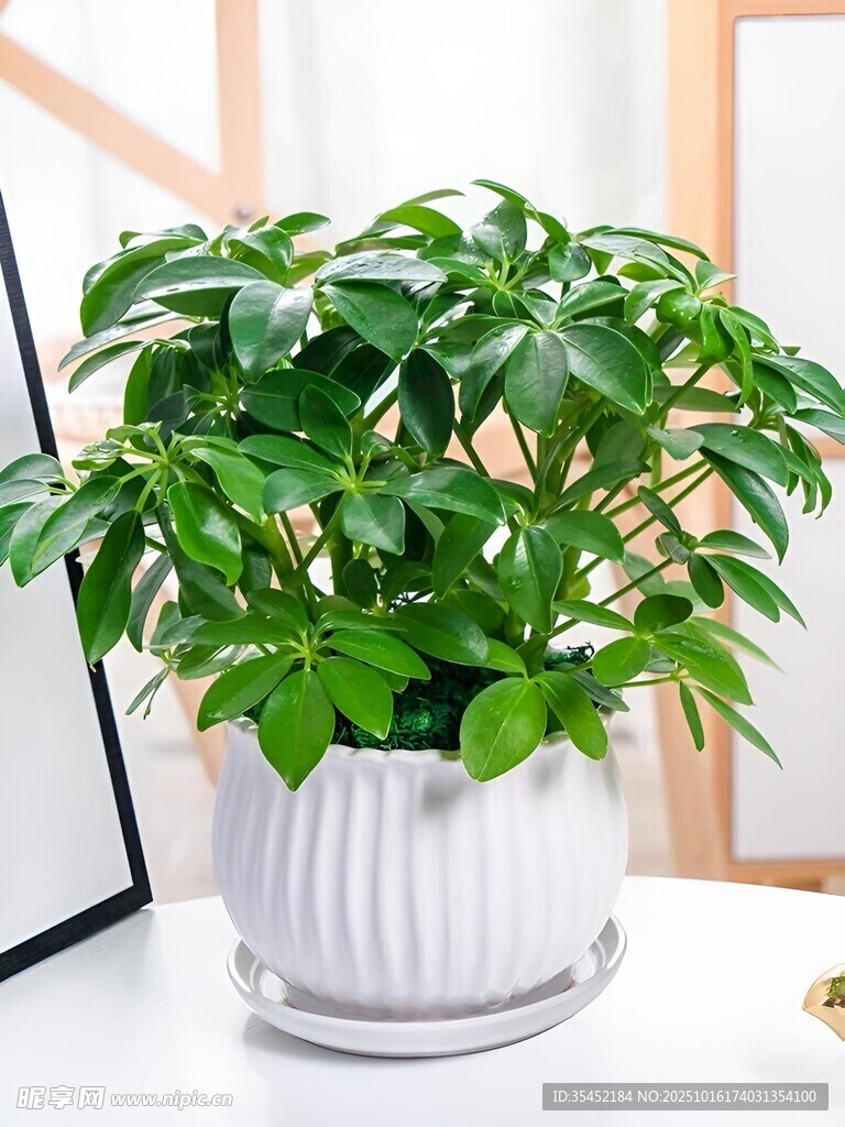 鸭脚木