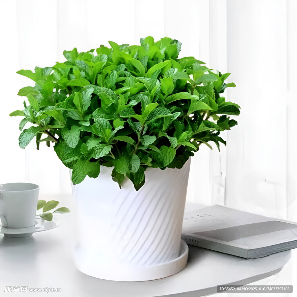 留兰香薄荷