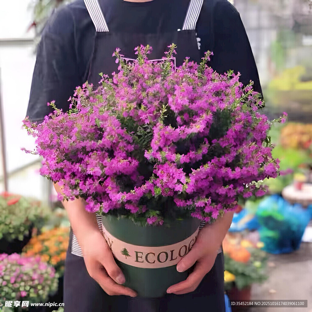 留兰香薄荷