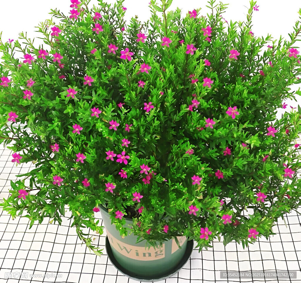 留兰香薄荷