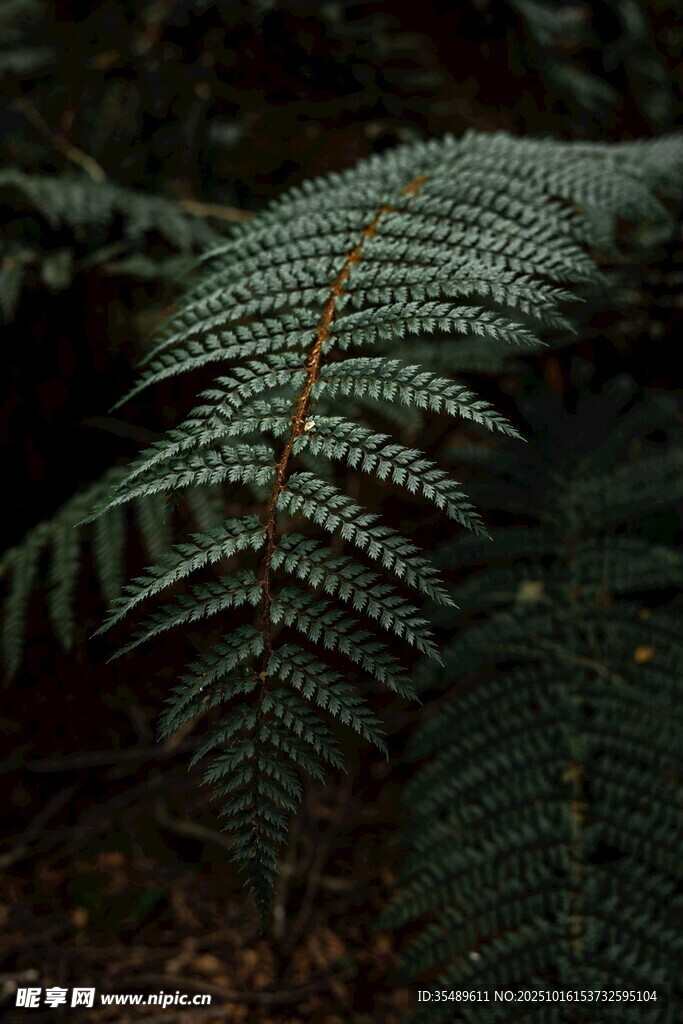 蕨类植物叶片特写