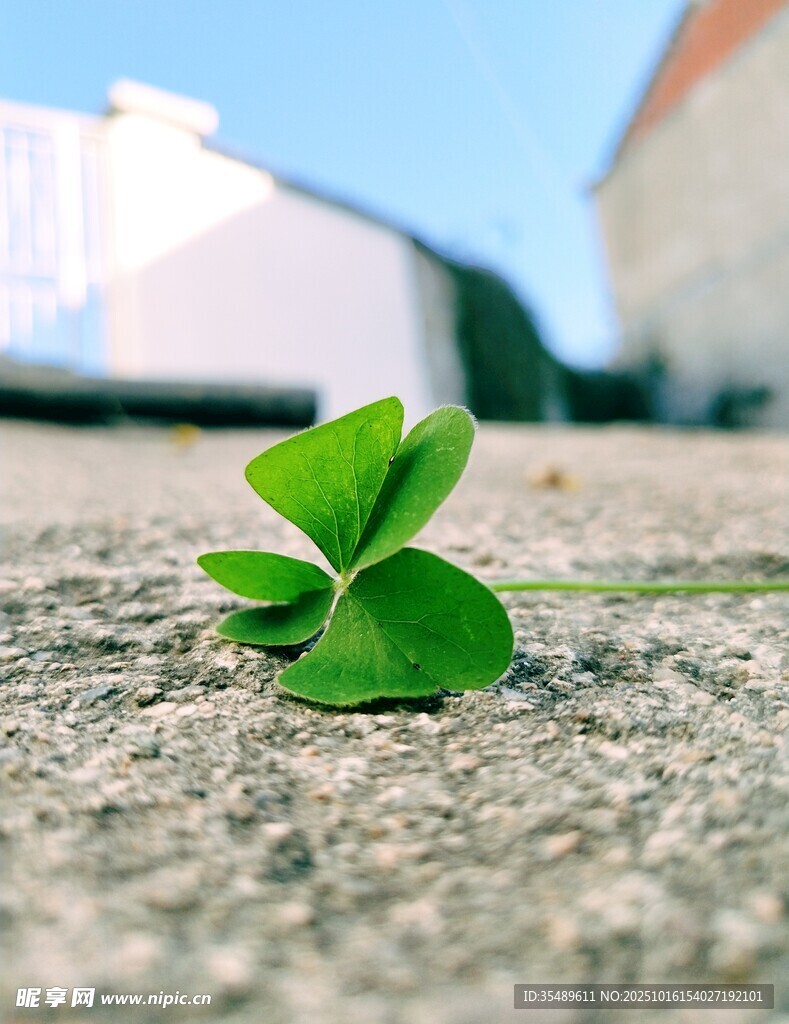石缝中的幸运四叶草