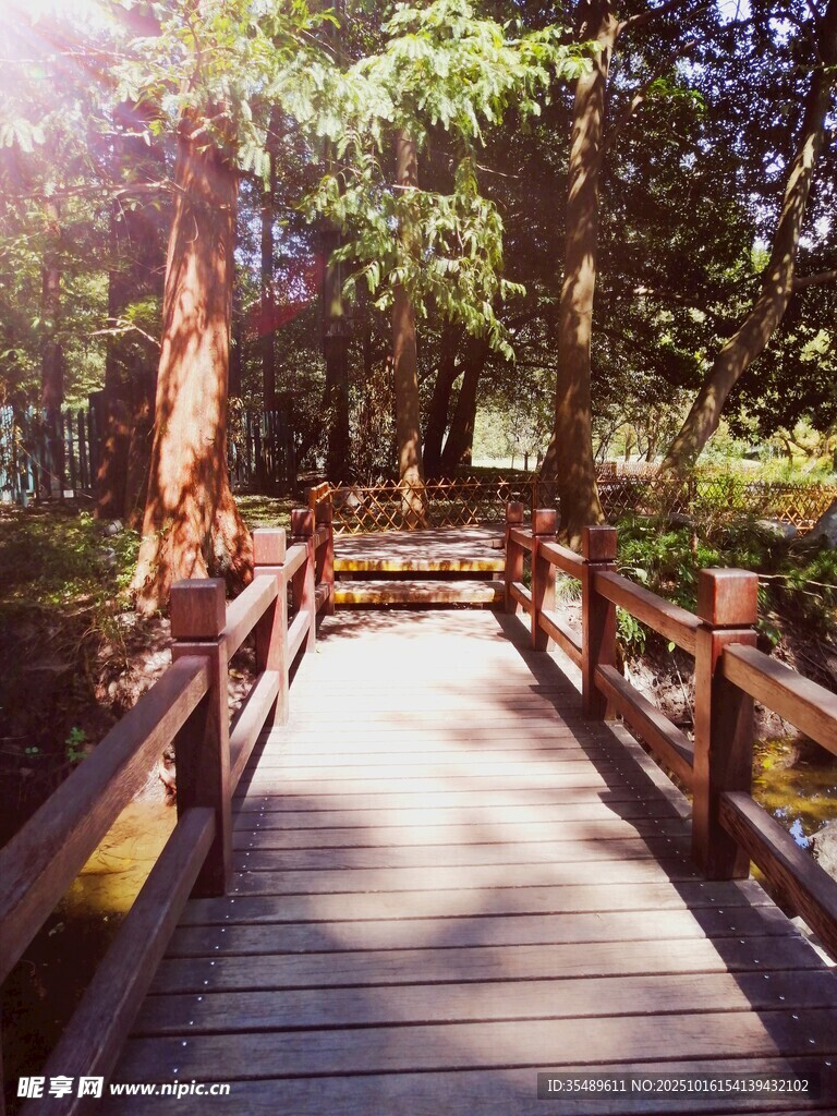 林间木桥