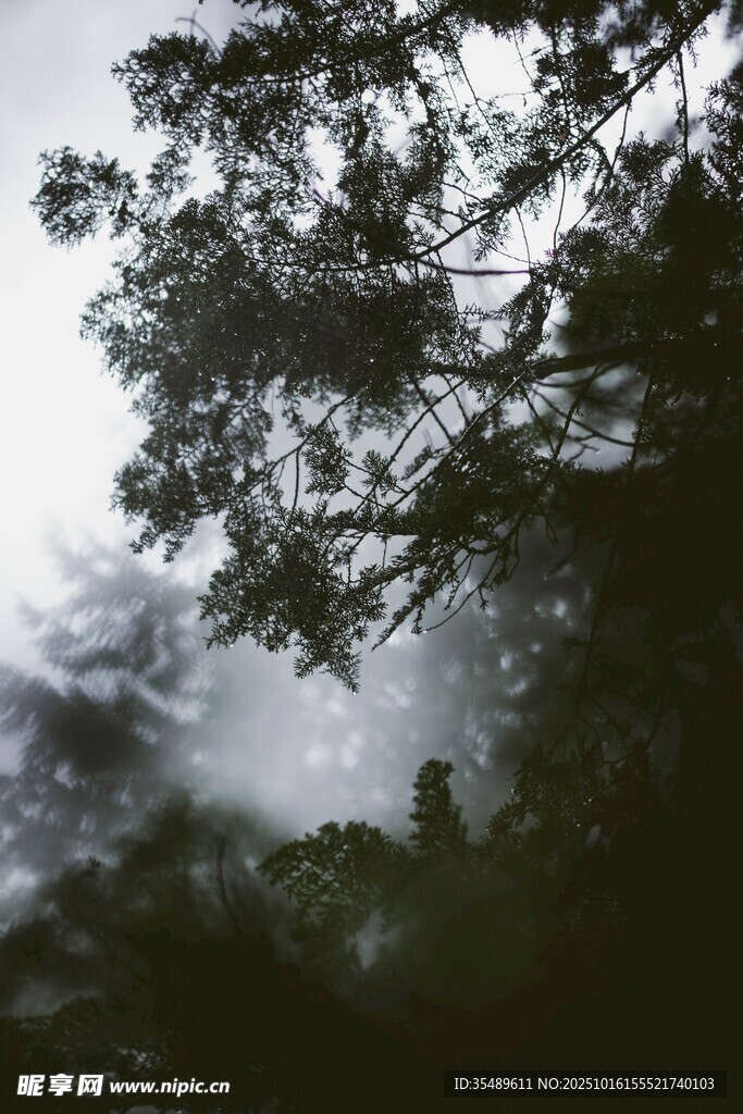 山林迷雾中的繁茂枝叶