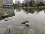 湖畔静景 水中石影