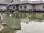 中式庭院池塘与优雅天鹅