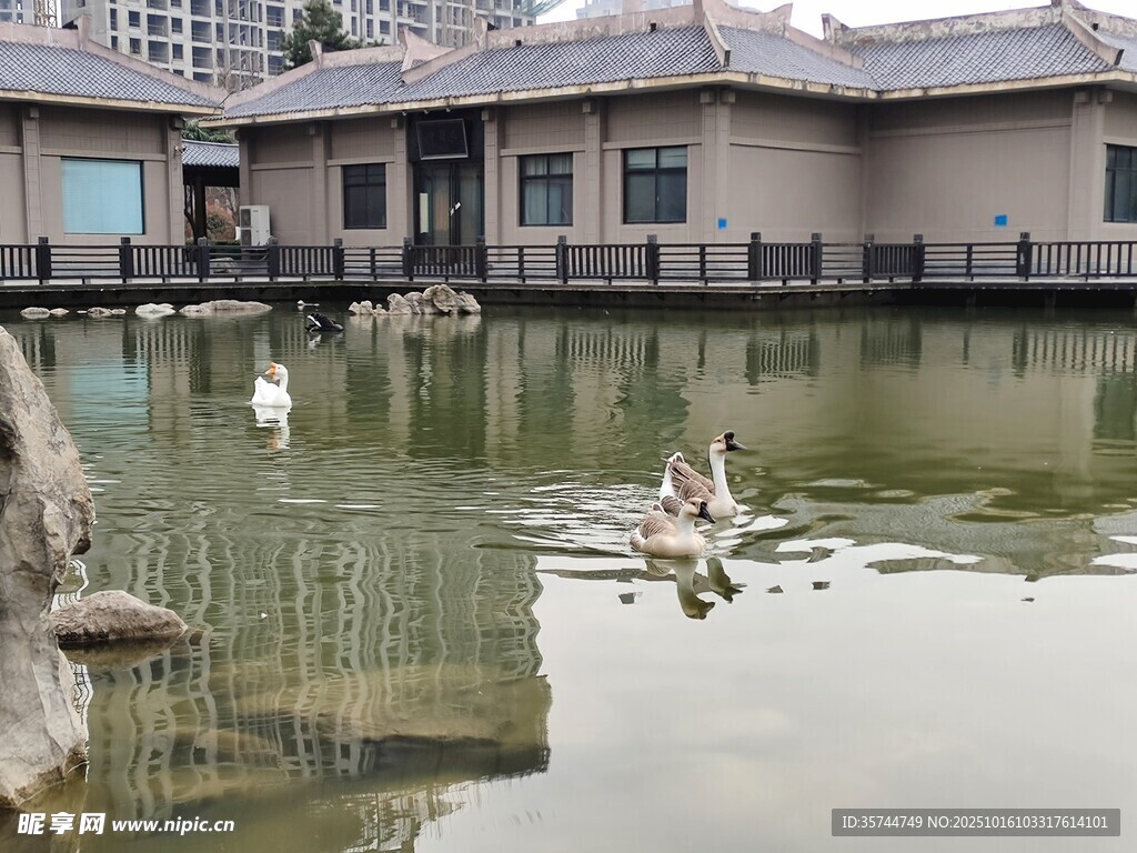 中式庭院池塘与优雅天鹅