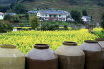 田园陶坛与金黄油菜美景