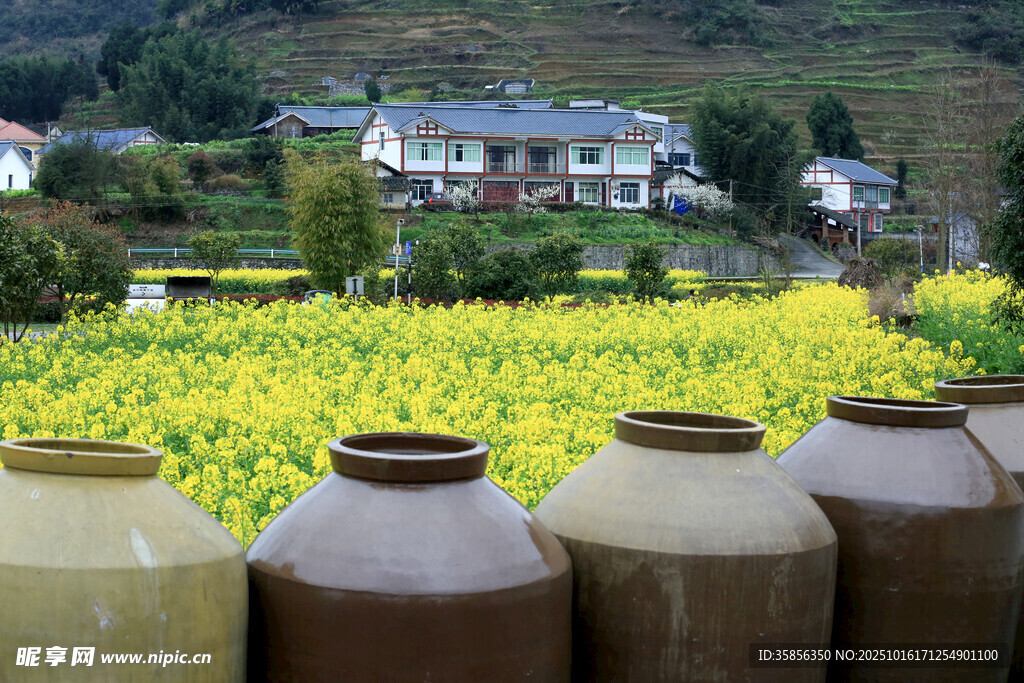 田园陶坛与金黄油菜美景