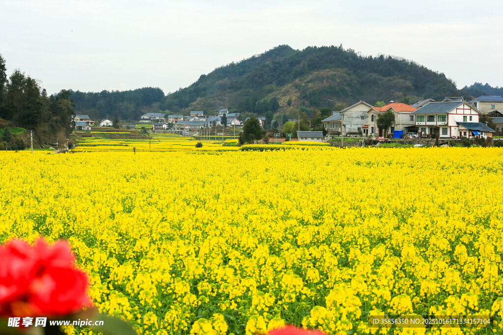 金黄油菜花田与远山村落