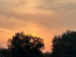 夕阳树影