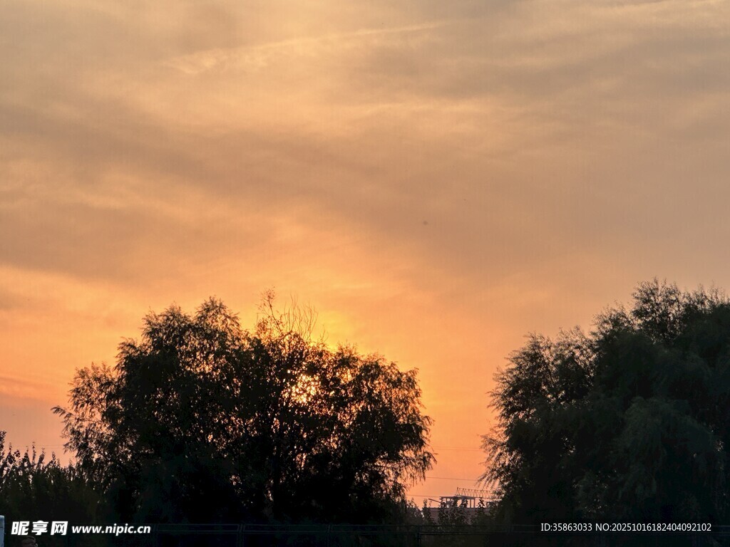 夕阳树影