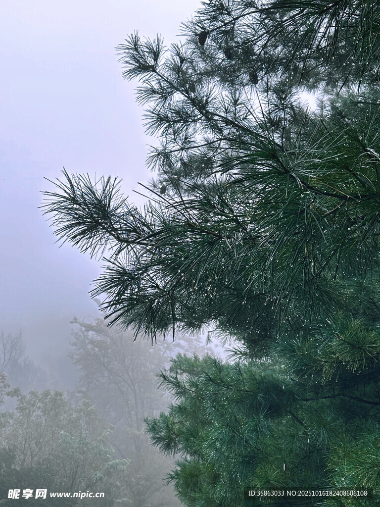 松树