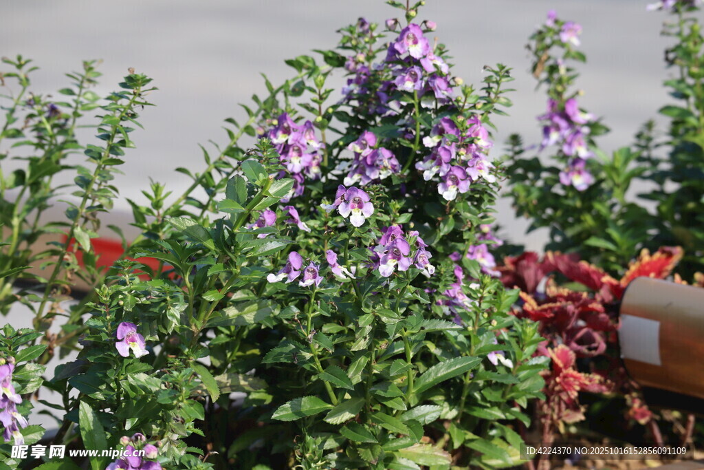 天使花