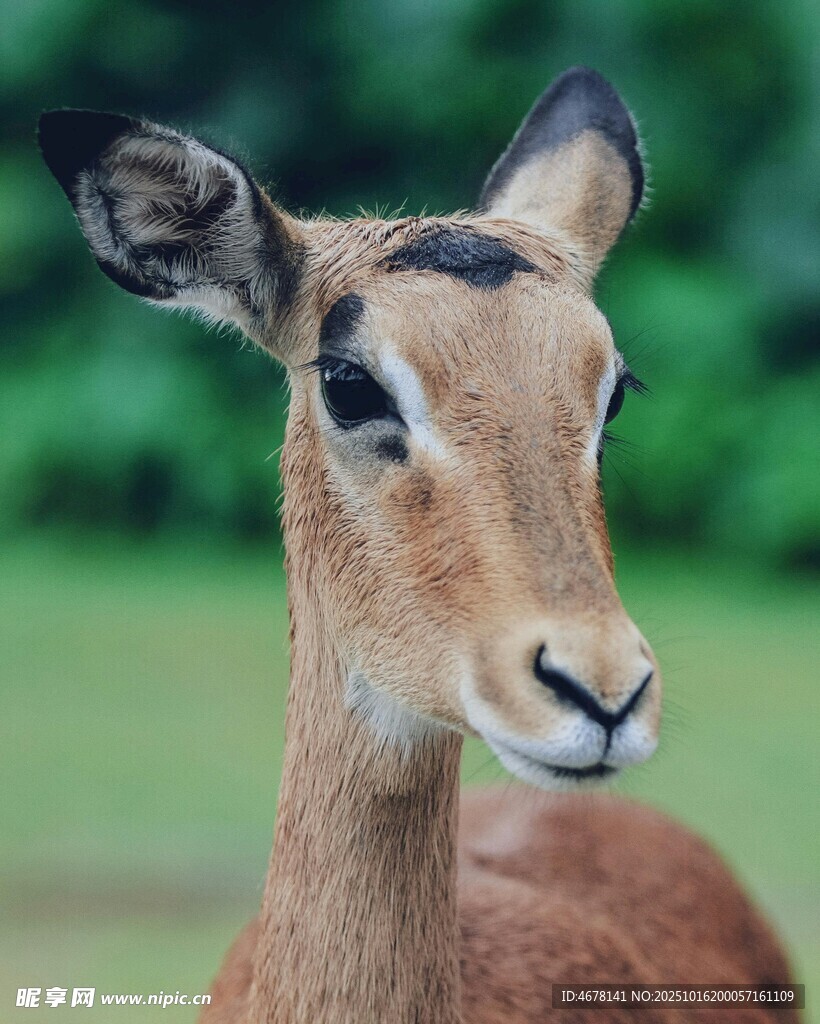 优雅羚羊特写