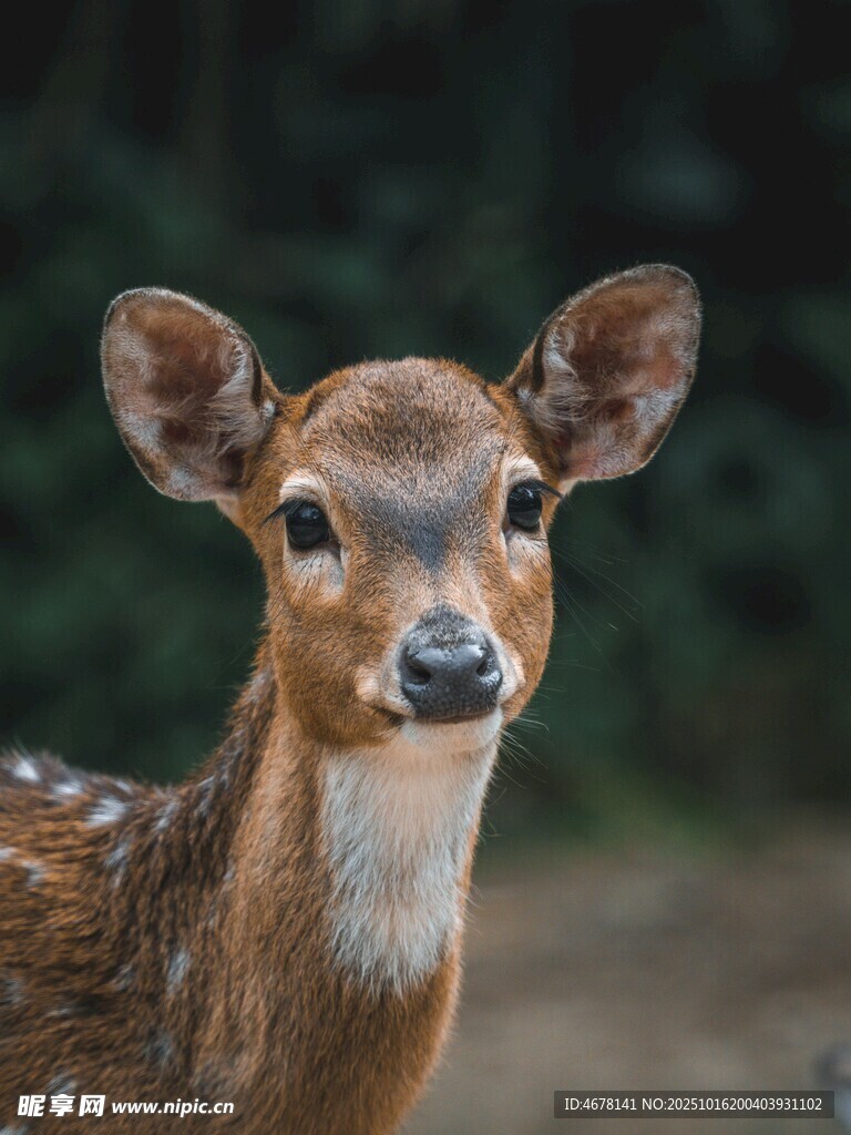 可爱小鹿特写