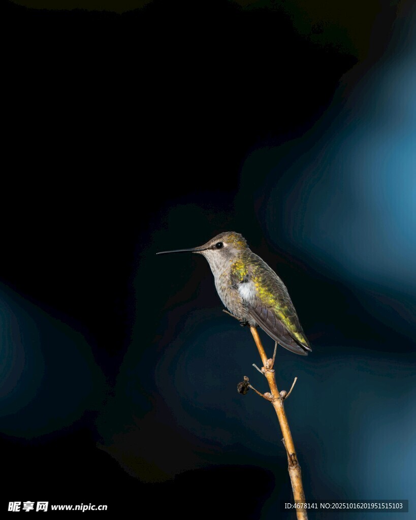 枝头蜂鸟