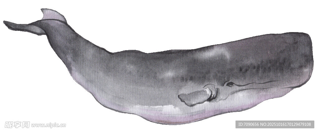 灰色鲸鱼插画