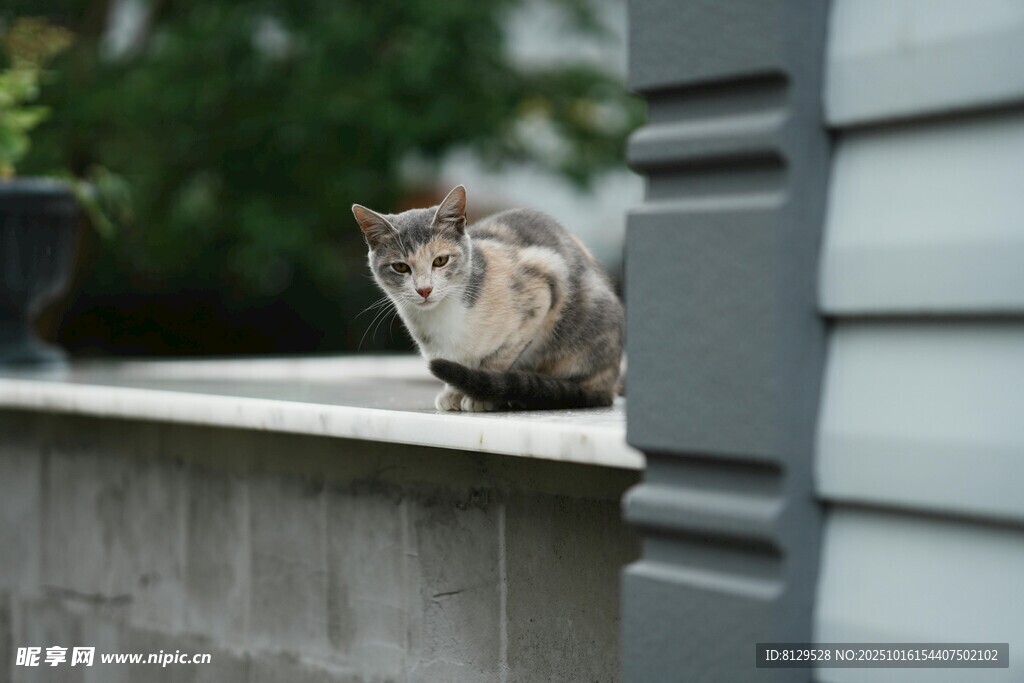 屋顶上的猫咪