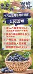 新鲜蓝莓 开启健康新食光