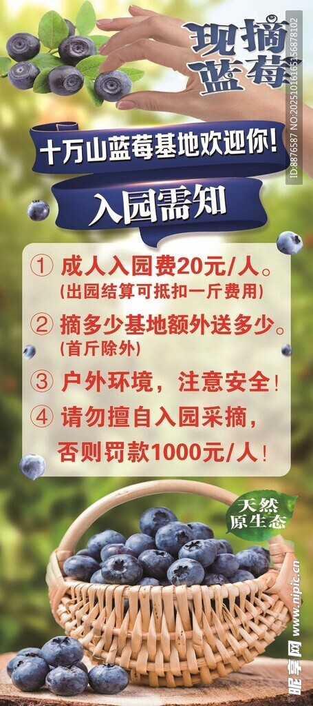 新鲜蓝莓 开启健康新食光