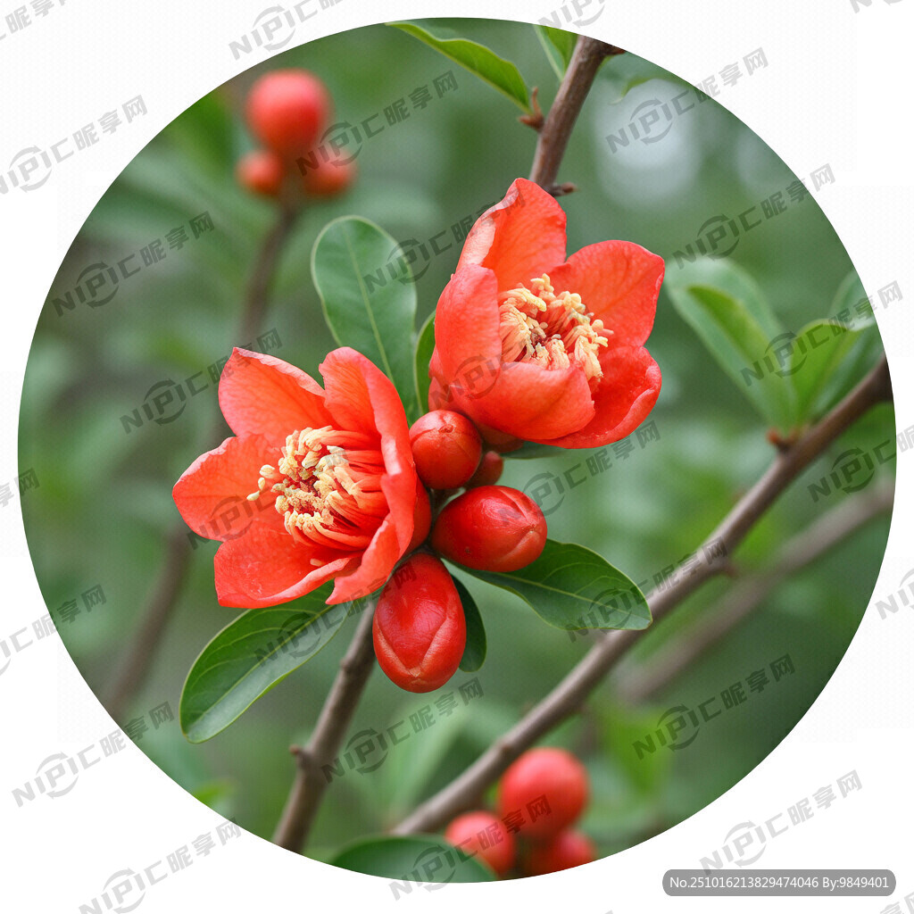 二朵石榴花 一朵大 一朵小