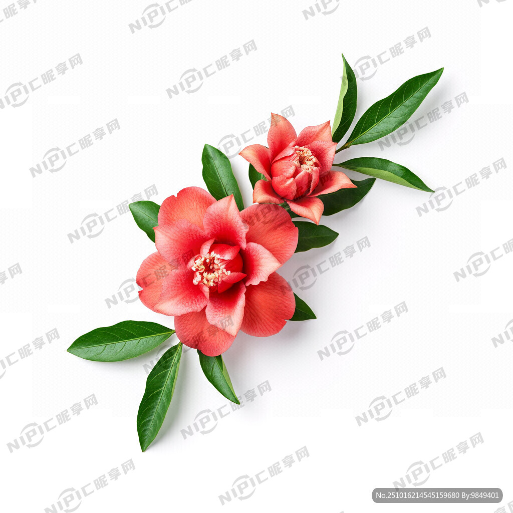 二朵盛开怒放的平面石榴花 