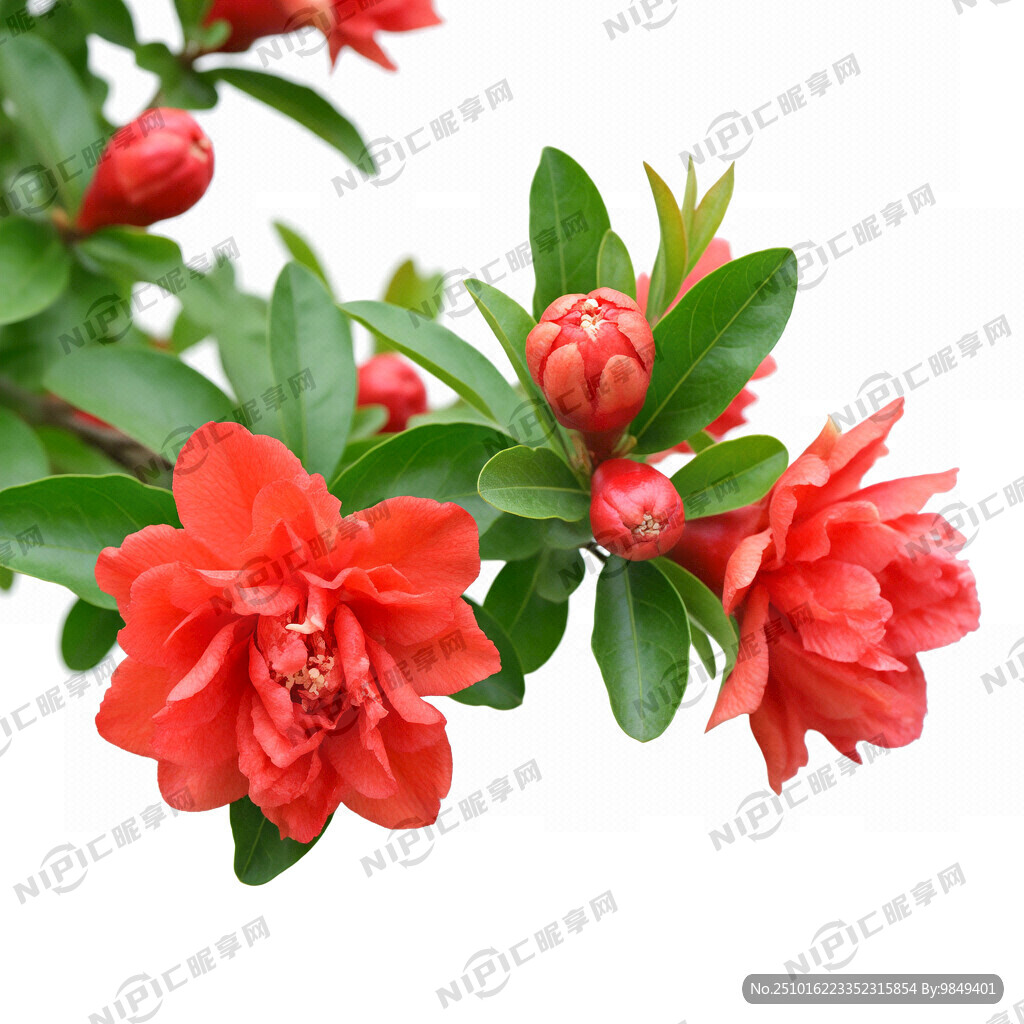 盛开怒放的重瓣石榴花   