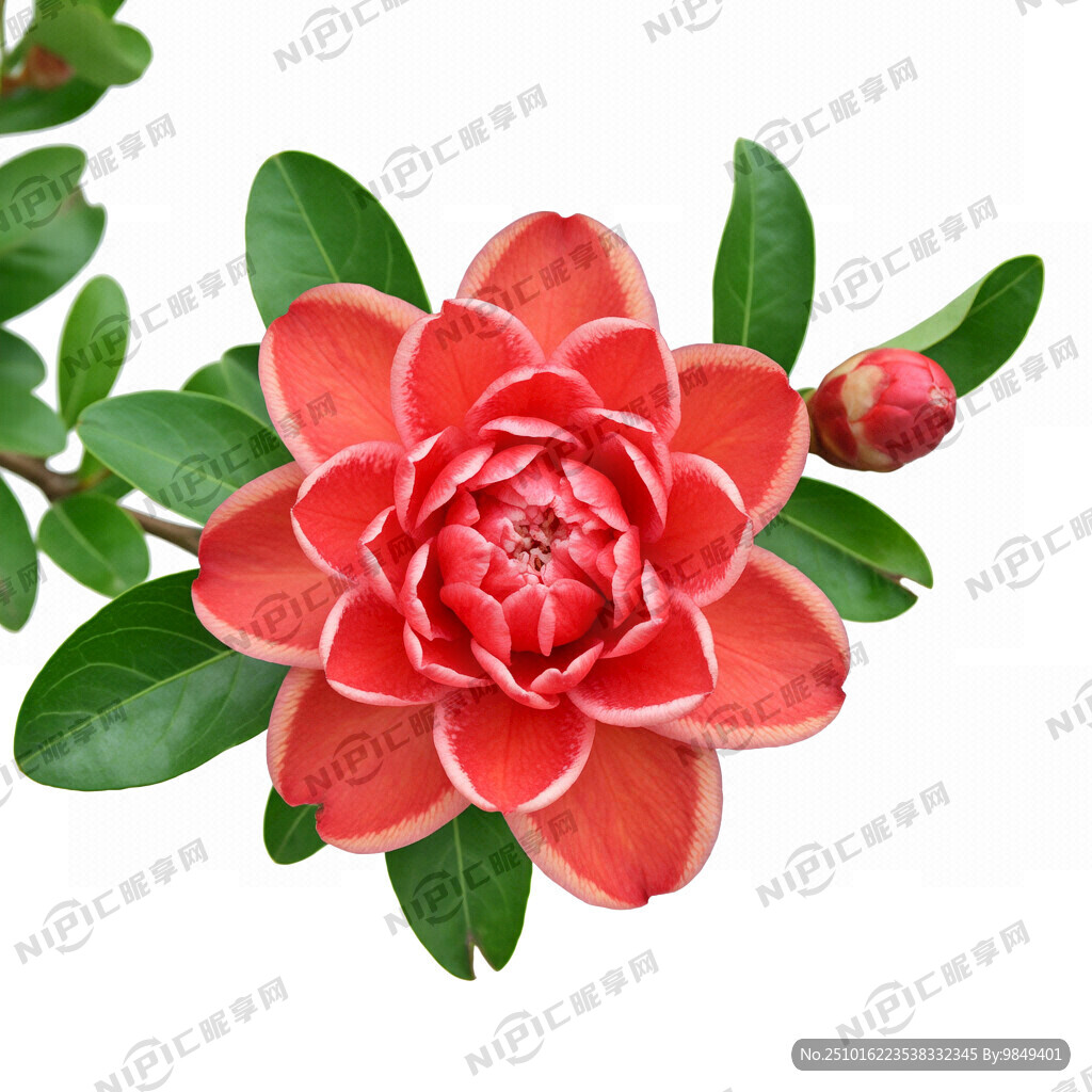 盛开怒放的一朵重瓣石榴花   