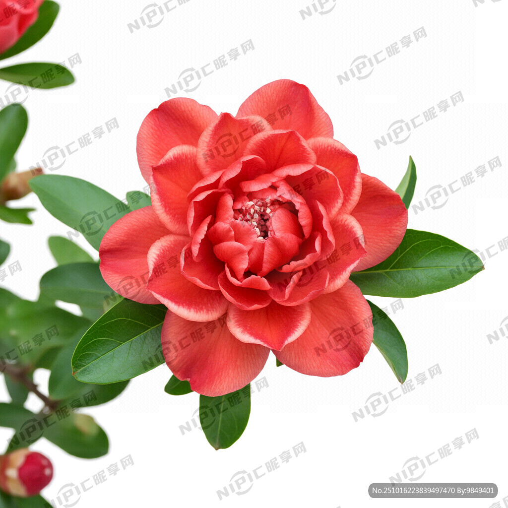 盛开怒放的一朵重瓣石榴花   