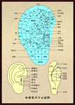 耳部穴位图