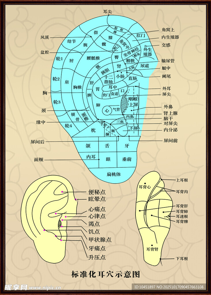 耳部穴位图