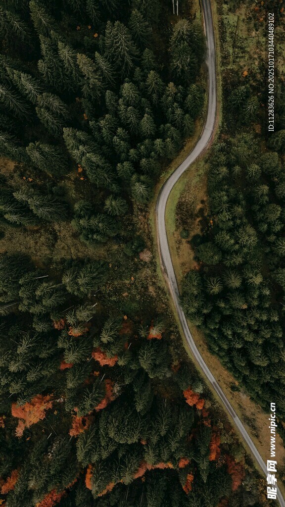 蜿蜒公路穿梭茂密森林
