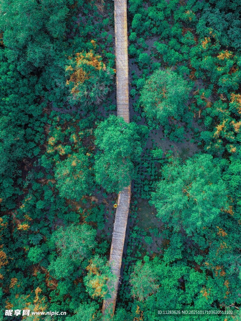 空中俯瞰林间蜿蜒小路