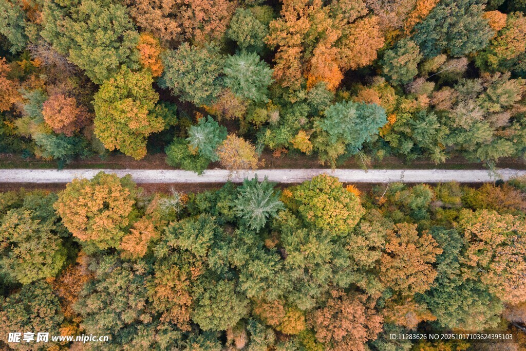 秋日林间公路俯瞰美景