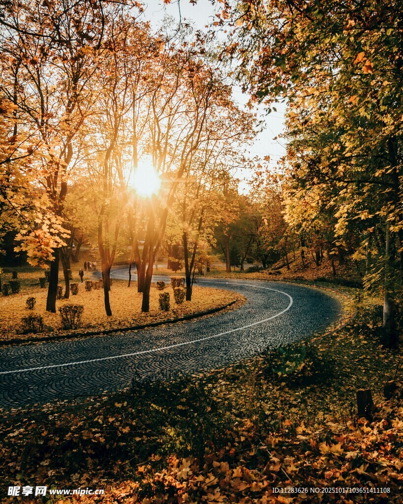 秋日林间蜿蜒小路美景