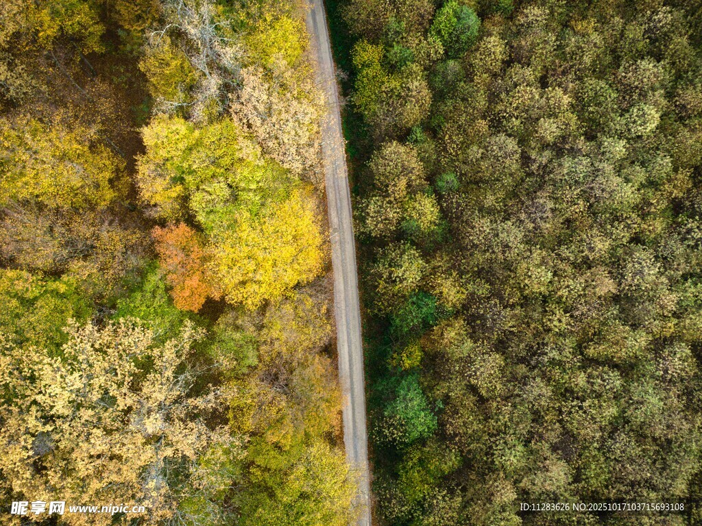 俯瞰多彩树林与道路