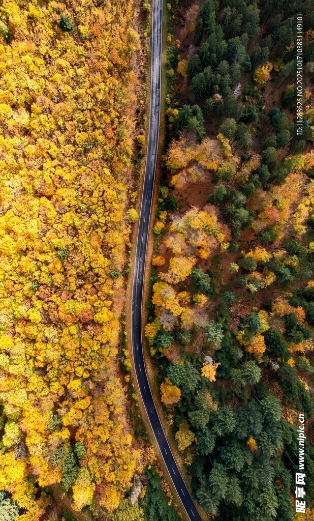 秋日林间蜿蜒小路