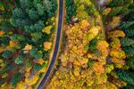 秋日林间蜿蜒公路美景