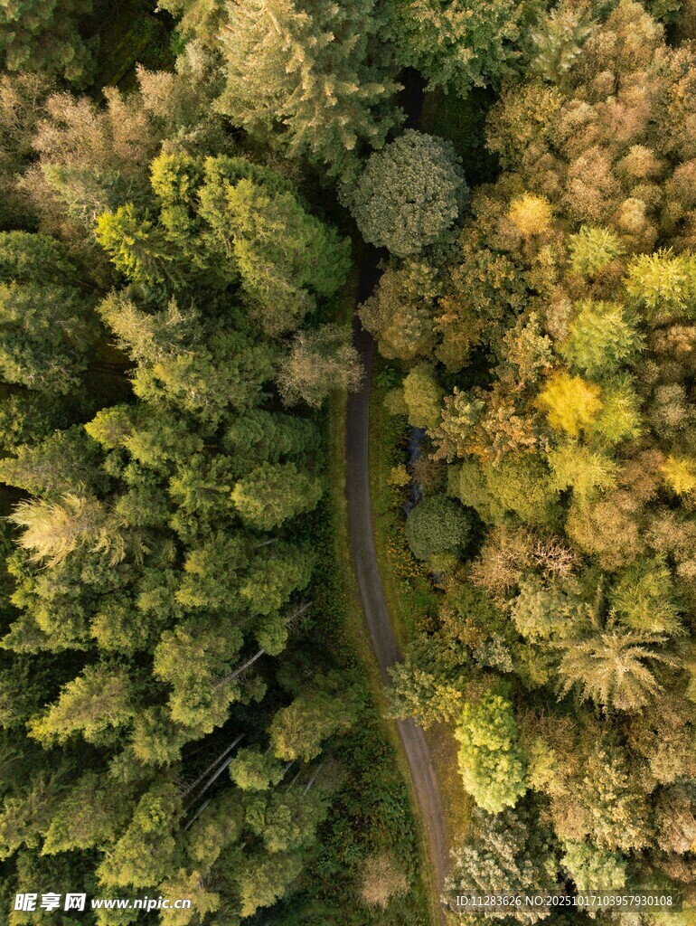 空中俯瞰林间蜿蜒小路