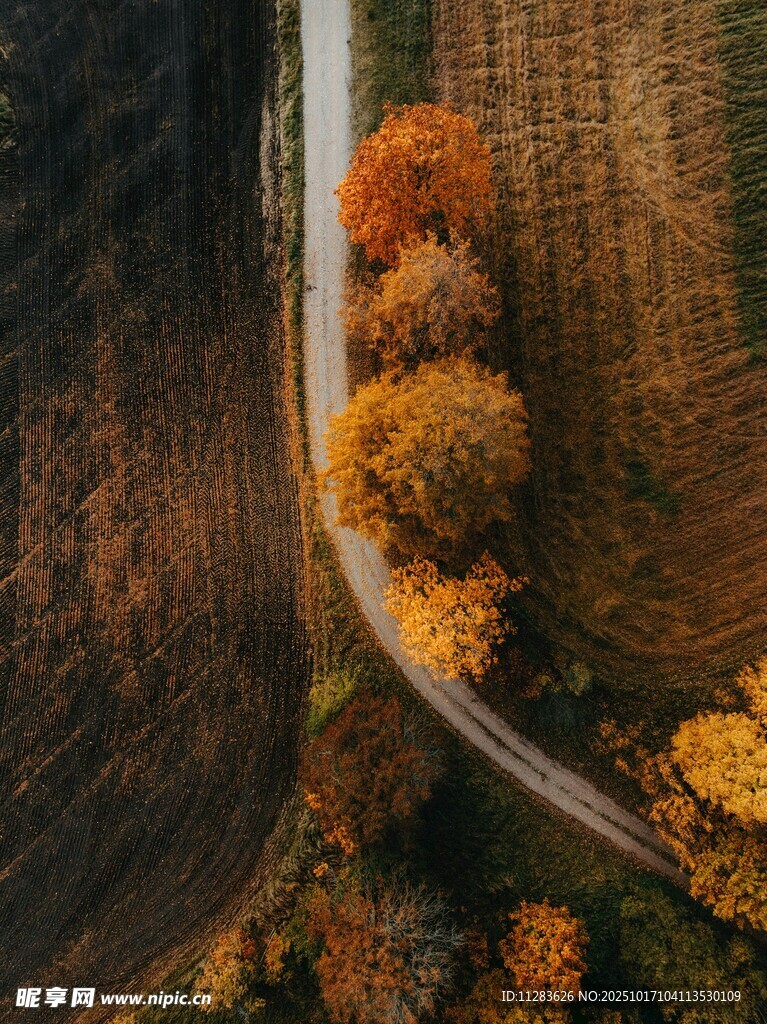 秋日林间蜿蜒的多彩道路